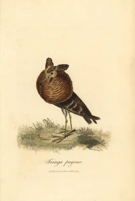 Framed Print : Ruff, Philomachus pugnax Framed Print : Ruff, Philomachus pugnax