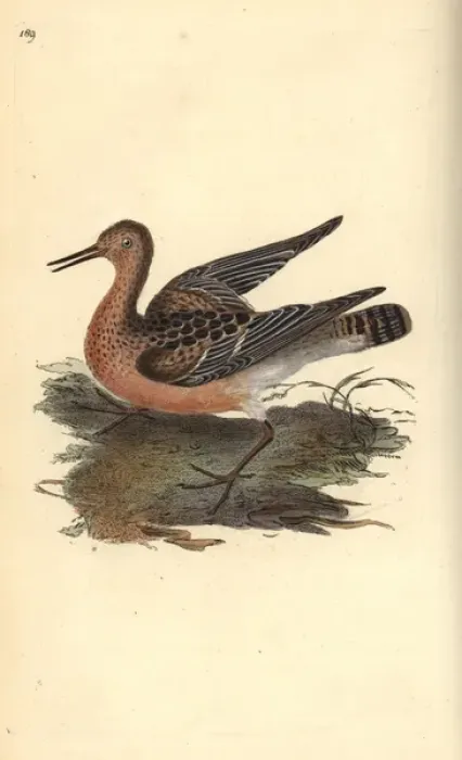 Framed Print : Ruff, Philomachus pugnax, female Framed Print : Ruff, Philomachus pugnax, female