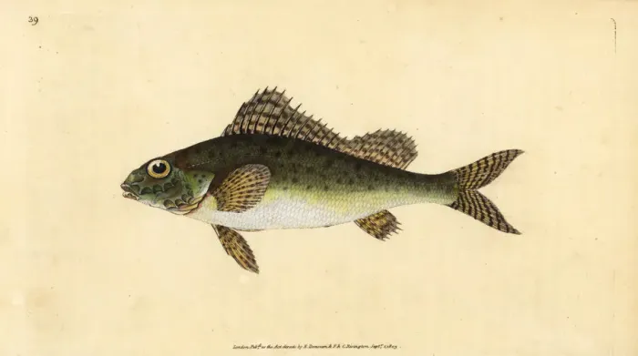 Framed Print : Ruffe, Gymnocephalus cernua Framed Print : Ruffe, Gymnocephalus cernua