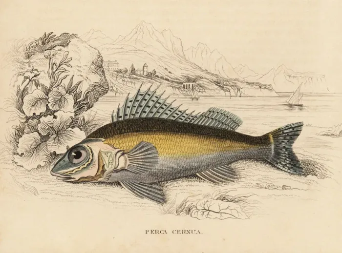 Framed Print : Ruffe, Gymnocephalus cernuus Framed Print : Ruffe, Gymnocephalus cernuus