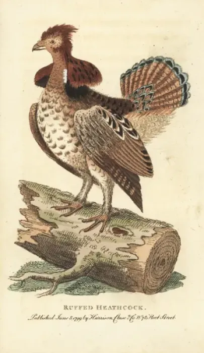 Framed Print : Ruffed grouse, Bonasa umbellus Framed Print : Ruffed grouse, Bonasa umbellus