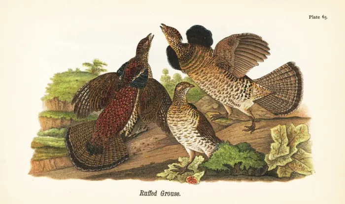 Framed Print : Ruffed grouse, Bonasa umbellus Framed Print : Ruffed grouse, Bonasa umbellus