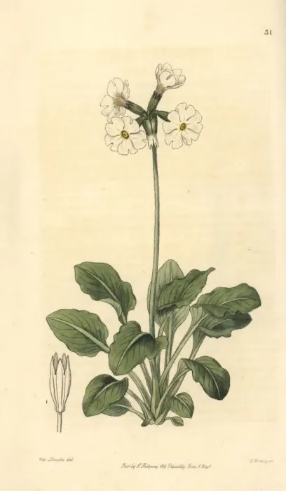 Framed Print : Ruffed or tall pale primrose, Primula involucrata Framed Print : Ruffed or tall pale primrose, Primula involucrata