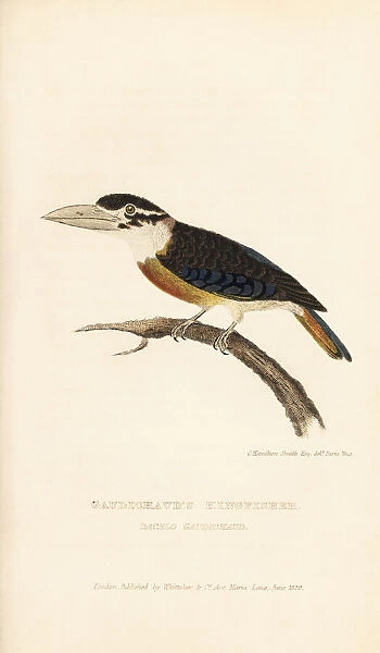Rufous-bellied kookaburra, Dacelo gaudichaud