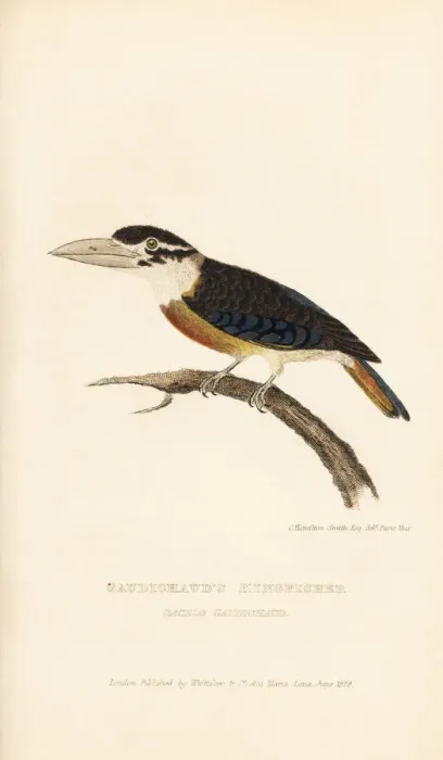 Framed Print : Rufous-bellied kookaburra, Dacelo gaudichaud Framed Print : Rufous-bellied kookaburra, Dacelo gaudichaud