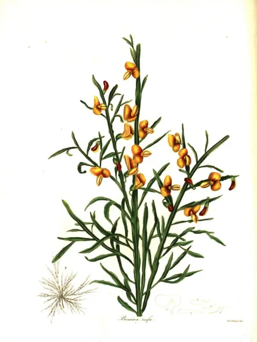 Framed Print : Rufous bossiaea, Bossiaea rufa Framed Print : Rufous bossiaea, Bossiaea rufa
