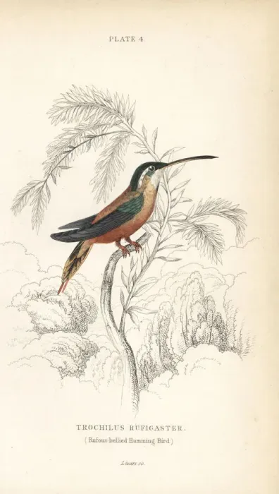 Framed Print : Rufous-breasted hermit, Glaucis hirsutus Framed Print : Rufous-breasted hermit, Glaucis hirsutus