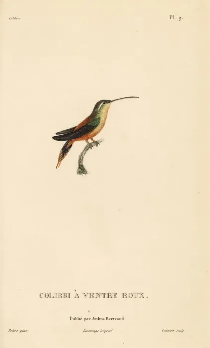 Framed Print : Rufous-breasted hermit, Glaucis hirsutus (Trochilus Framed Print : Rufous-breasted hermit, Glaucis hirsutus (Trochilus