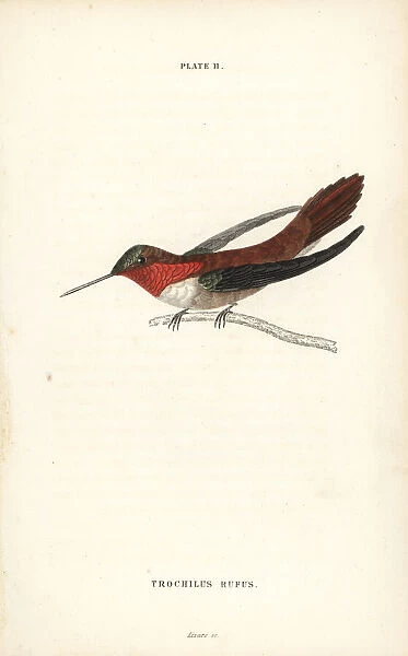 Rufous hummingbird, Selasphorus rufus