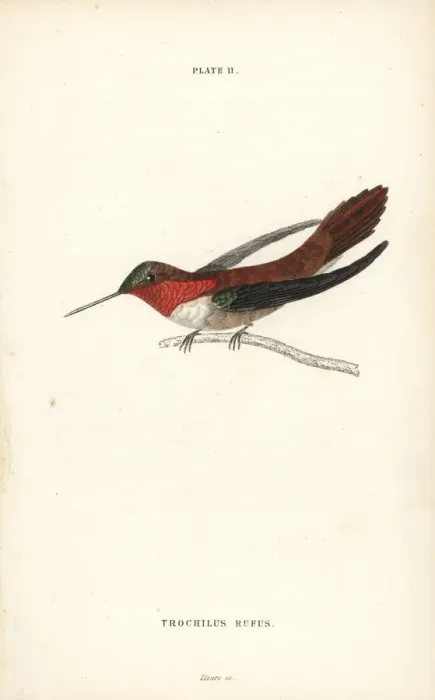 Framed Print : Rufous hummingbird, Selasphorus rufus Framed Print : Rufous hummingbird, Selasphorus rufus