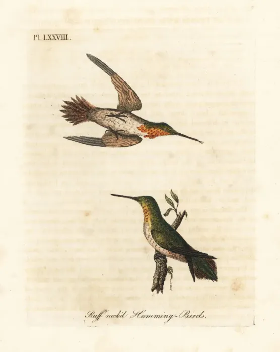 Framed Print : Rufous hummingbird, Selasphorus rufus Framed Print : Rufous hummingbird, Selasphorus rufus