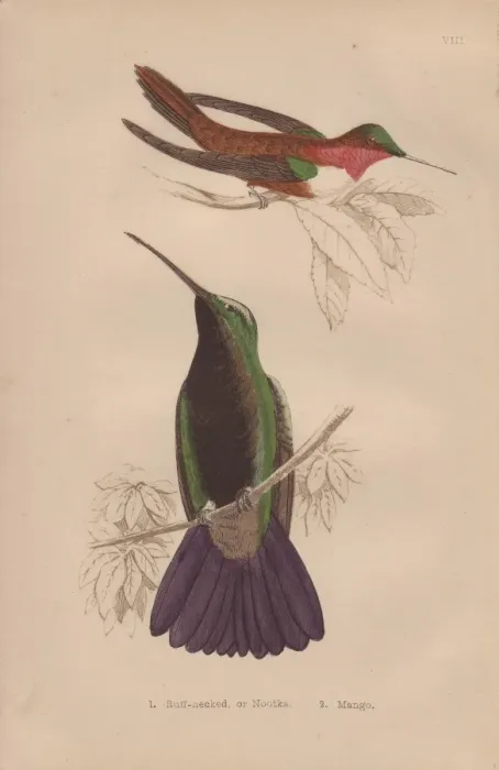 Framed Print : Rufous or Nootka, Selasphorus rufus, and black-throated Framed Print : Rufous or Nootka, Selasphorus rufus, and black-throated