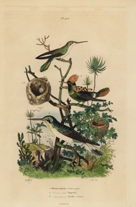 Framed Print : Rufous tailed hummingbird, tufted coquette Framed Print : Rufous tailed hummingbird, tufted coquette