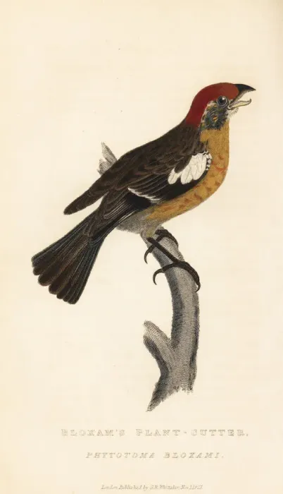 Framed Print : Rufous-tailed plantcutter, Phytotoma rara Framed Print : Rufous-tailed plantcutter, Phytotoma rara
