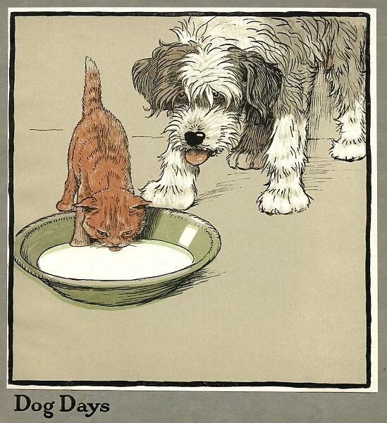 Rufus the cat drinks from a bowl, watched by a dog