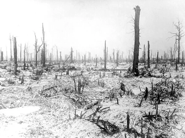 Ruined trees in winter, WW1