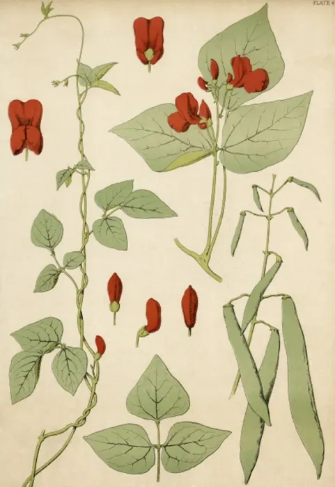 Framed Print : Runner Beans 19C Framed Print : Runner Beans 19C