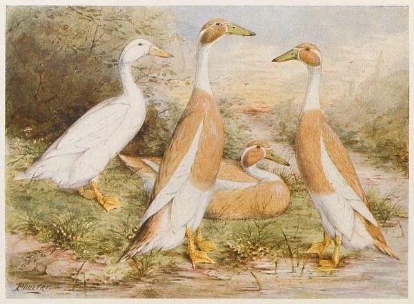 Runner Egg Ducks