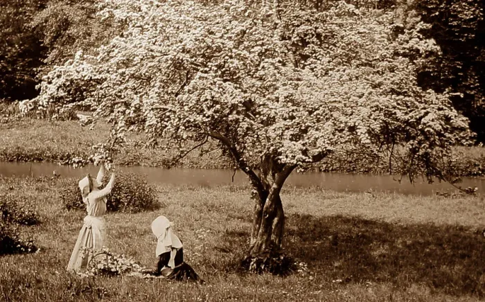 Framed Print : Rural idyll, apple blossom Framed Print : Rural idyll, apple blossom