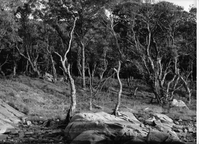 Framed Print : Rural scene with trees and rocks Framed Print : Rural scene with trees and rocks