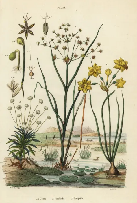 Framed Print : Rushes, pipewort and rush daffodil Framed Print : Rushes, pipewort and rush daffodil