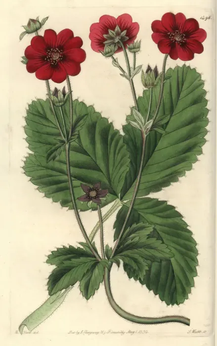 Framed Print : Russells potentilla, Potentilla x russelliana Framed Print : Russells potentilla, Potentilla x russelliana