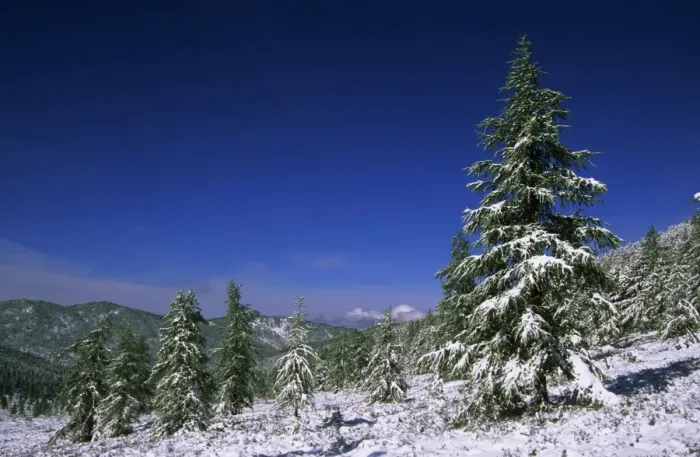 Framed Print : Russia - Fir Trees and Spruces after a snowfall Framed Print : Russia - Fir Trees and Spruces after a snowfall