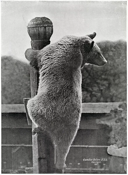 Russian Bear - Climbing his Pole