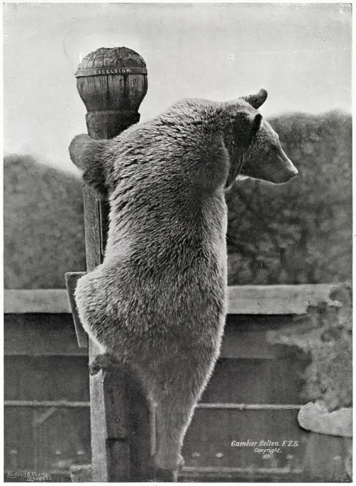 Framed Print : Russian Bear - Climbing his Pole Framed Print : Russian Bear - Climbing his Pole