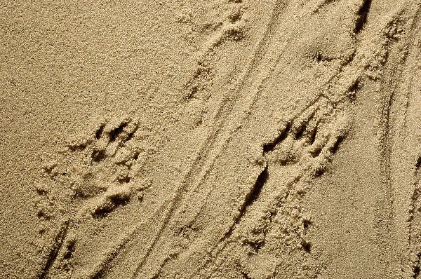 Russian Desman - adults footprints on wet sand