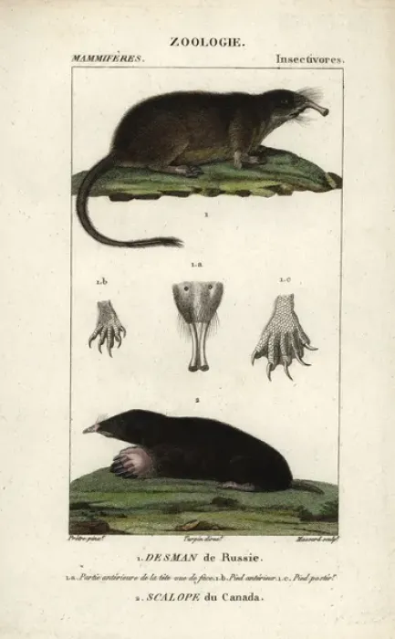 Framed Print : Russian Desman, Desmana moschata (vulnerable) Framed Print : Russian Desman, Desmana moschata (vulnerable)