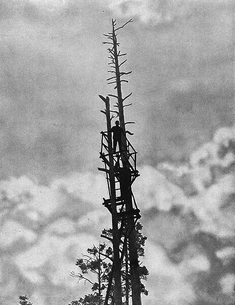 Russian soldiers up a tree, eastern front, Russia, WW1