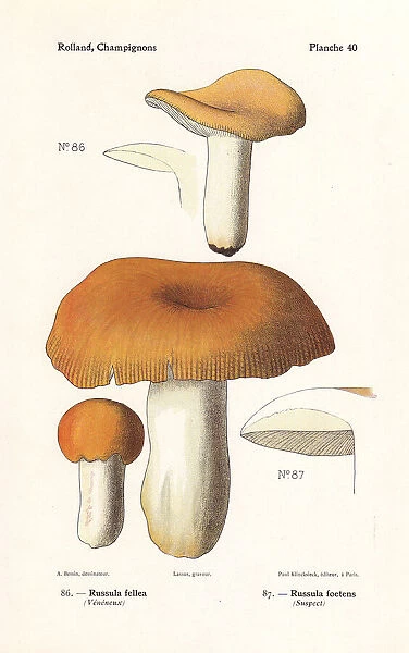 Russula mushrooms. Geranium-scented Russula, Russula fellea,