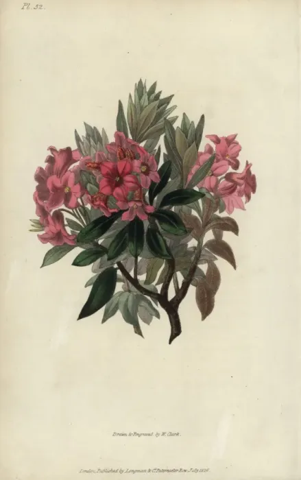 Framed Print : Rust-leaved rosebay, Rhododendron ferrugineum Framed Print : Rust-leaved rosebay, Rhododendron ferrugineum