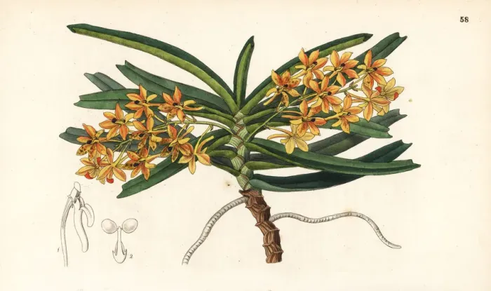 Framed Print : Rust-red ascocentrum orchid, Ascocentrum miniatum Framed Print : Rust-red ascocentrum orchid, Ascocentrum miniatum