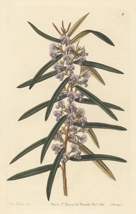 Framed Print : Rusty pods, Hovea longifolia Framed Print : Rusty pods, Hovea longifolia