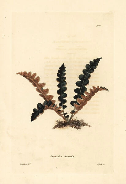 Rustyback fern, Ceterach officinarum