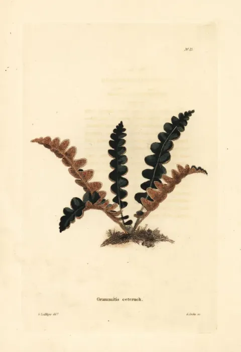 Framed Print : Rustyback fern, Ceterach officinarum Framed Print : Rustyback fern, Ceterach officinarum