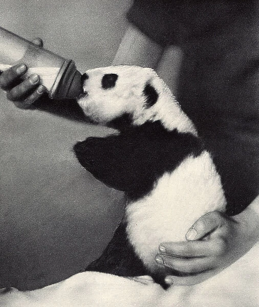 Ruth Harkness and her baby Giant Panda, Sun-Lin