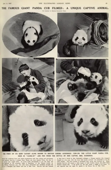 Framed Print : Ruth Harkness and her baby Giant Panda, Sun-Lin Framed Print : Ruth Harkness and her baby Giant Panda, Sun-Lin