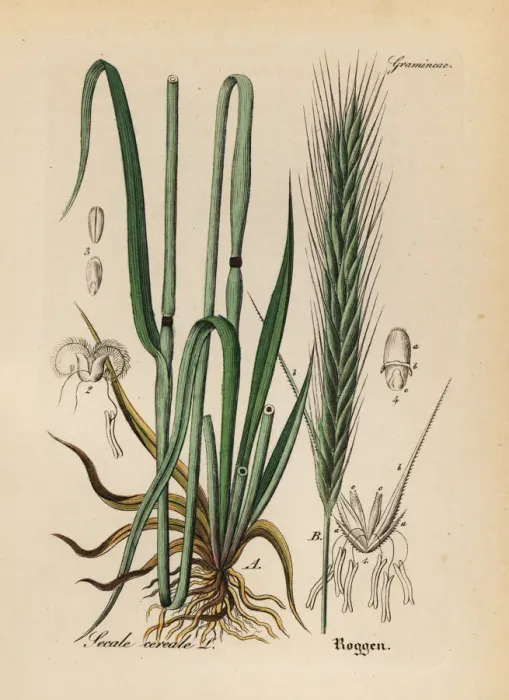 Framed Print : Rye grass, Secale cereale Framed Print : Rye grass, Secale cereale