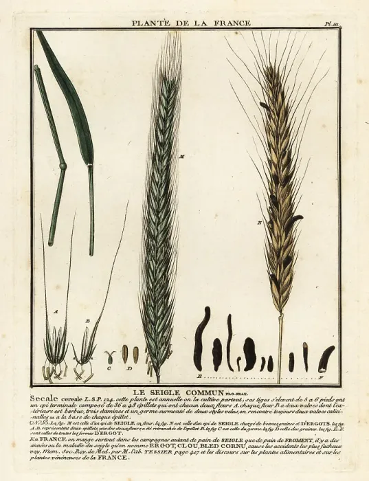 Framed Print : Rye, Le seigle commun, Secale cereale Framed Print : Rye, Le seigle commun, Secale cereale