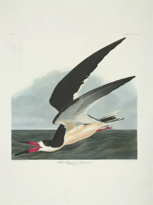 Framed Print : Rynchops niger, black skimmer Framed Print : Rynchops niger, black skimmer