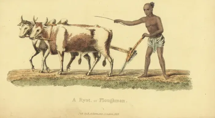 Framed Print : Ryot or Indian ploughman Framed Print : Ryot or Indian ploughman