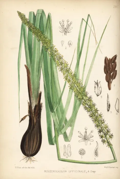 Framed Print : Sabadilla or cevadilla, Schoenocaulon officinale Framed Print : Sabadilla or cevadilla, Schoenocaulon officinale