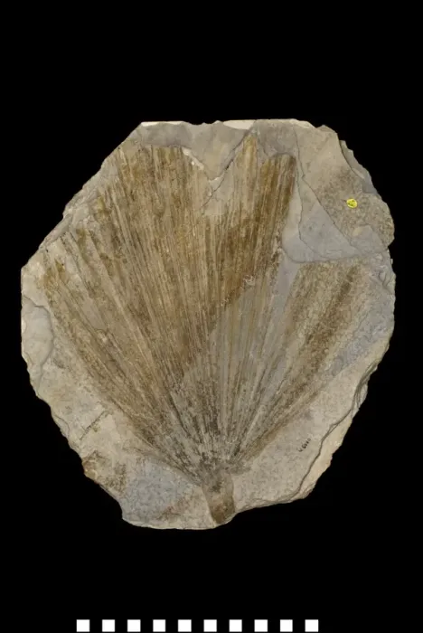 Framed Print : Sabal comanonis, fossil plant Framed Print : Sabal comanonis, fossil plant