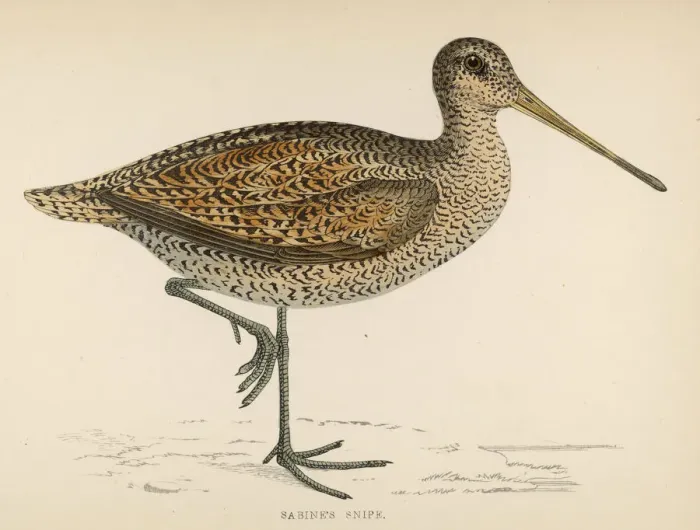 Framed Print : Sabines Snipe (Morris) Framed Print : Sabines Snipe (Morris)
