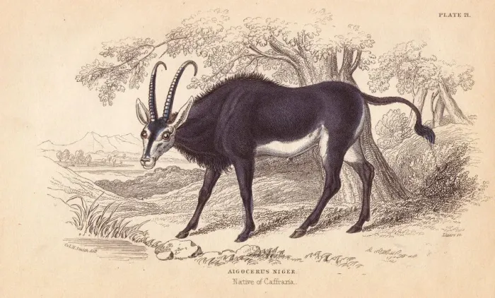 Framed Print : Sable antelope, Hoppotragus niger Framed Print : Sable antelope, Hoppotragus niger