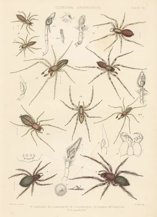 Framed Print : Sac spider, two-clawed hunting spider, diving bell spider, etc Framed Print : Sac spider, two-clawed hunting spider, diving bell spider, etc