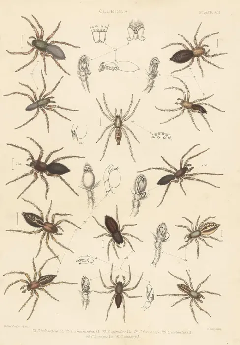 Framed Print : Sac spiders Framed Print : Sac spiders